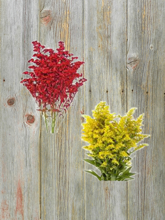 HALF  YELLOW SOLIDAGO PAINTED RED & HALF YELLOW SOLIDAGO  ASSORTED ASTER